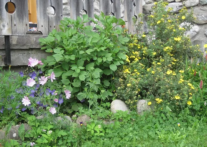 Giuliana Apartment Sappada